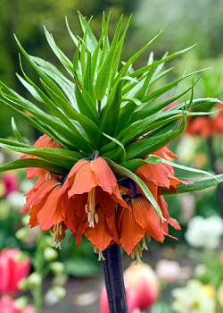 X   10 FRITILLARIA IMP. RUBRA MAXIMA 24/+