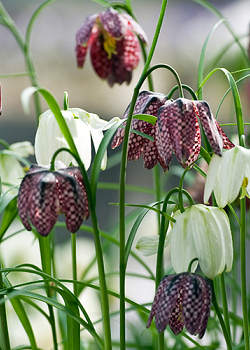 X 100 FRITILLARIA MELEAGRIS MIX 6/7