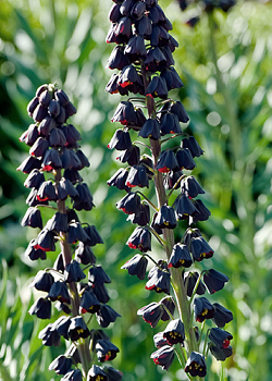 X   25 FRITILLARIA PERSICA 20/24
