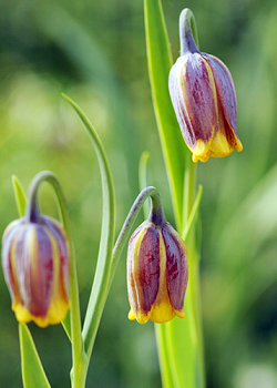 X 100 FRITILLARIA SPECIES UVA-VULPIS  6/7