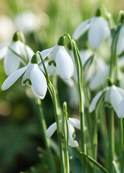 X 100 GALANTHUS ELWESII 6/7