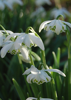 X 100 GALANTHUS FLORE PLENO 5/+