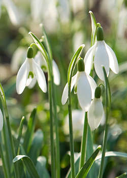 X 250 GALANTHUS NIVALIS 5/6