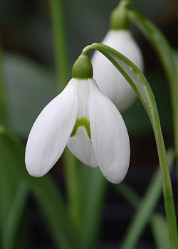 X 250 GALANTHUS WORONOWII 6/7