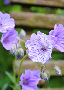 X 100 GERANIUM TUBEROSUM 5/+