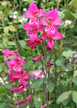 X 100 GLADIOLUS BYZANTINUS 6/+