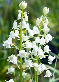 X 100 HYACINTHOIDES HISPANICA WIT 8/10