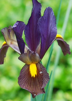 X 100 IRIS HOLLANDICA EYE OF THE TIGER 7/8