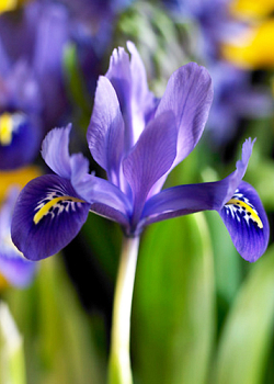 X 100 IRIS RETICULATA HARMONY 6/+