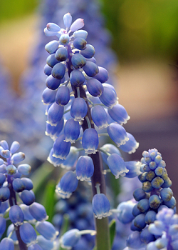 X 100 MUSCARI AUCHERI BLUE MAGIC 8/9