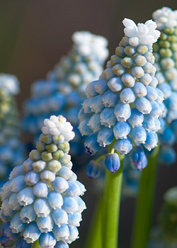 X 100 MUSCARI AUCHERI OCEAN MAGIC 7/8