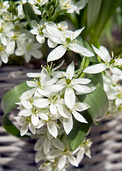 X 100 ORNITHOGALUM BALANSAE 6/+