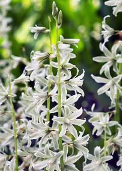 X 100 ORNITHOGALUM NUTANS 6/+