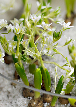X 100 ORNITHOGALUM UMBELLATUM 6/+