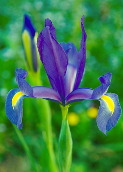 X 100 IRIS HOLLANDICA BLUE MAGIC 8/9