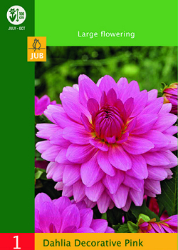 X 1 DAHLIA DECORATIVE PINK I