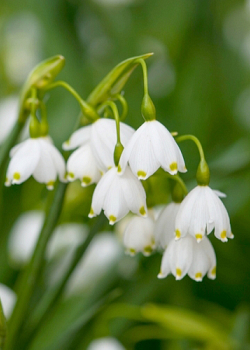 X 100 LEUCOJUM AESTIVUM 10/12