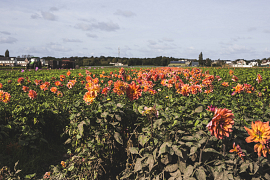 Innovation in the nursery