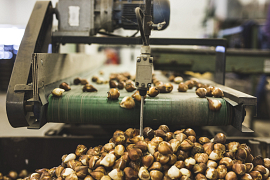 Organic bulbs