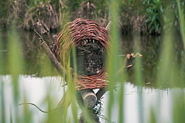 Biodiversity