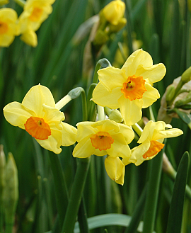 Narcissus Jonquilla Hybriden