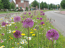 Butterfly mixture Alkmaar