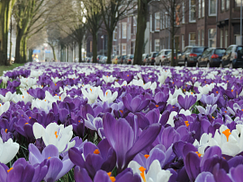 Mixture Haarlem
