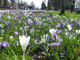 Mixture Leiden