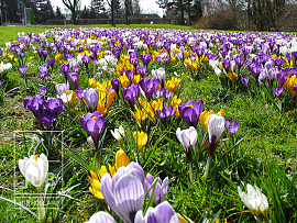Mixture Maastricht