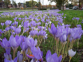 Mixture Nijmegen