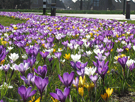 Mixture Noordwijk
