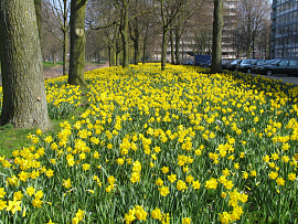 Mixture Rotterdam