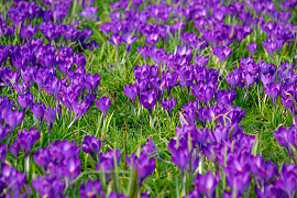 Mixture Veenendaal
