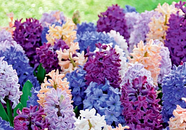 Irresistible Fragrance