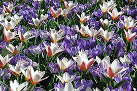 Promise of Spring