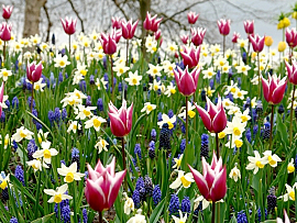 Palette of Spring