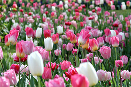 Pink and a touch of White