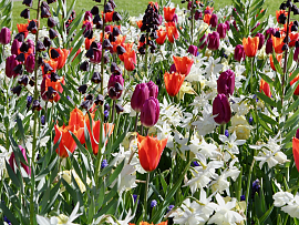 Fresh Spring