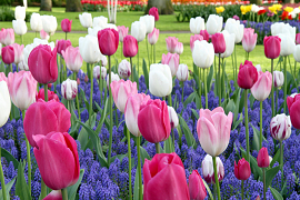 Dancing Tulips