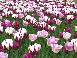 Harmony of Purples