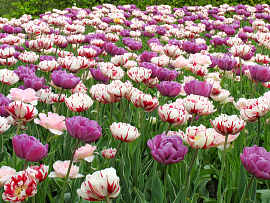 Spring Peonies
