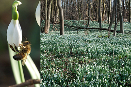 Single snowdrops - Galanthus nivalis