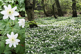 Anemone nemorosa