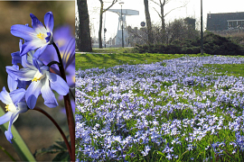 Glory of the Snow - Chionodoxa luciliae