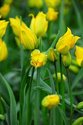 Tulipa Sylvestris