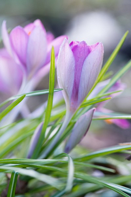 Crocus Tommasinianus