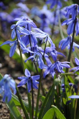 Siberian Squill - Scilla Siberica