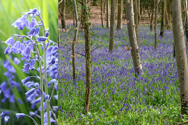 English Bluebells - Hyacinthoides Non-scripta