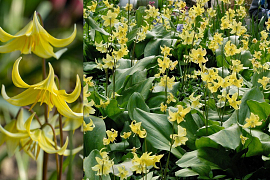 Dog's Tooth Violet - Erythronium Pagoda