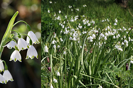 Leucojum aestivum